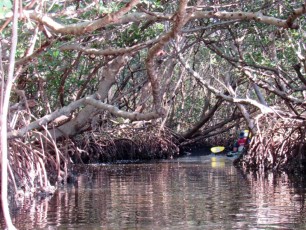weedon-island-tunnels-de-mangrove-st-petersburg-kayak-Floride-4152