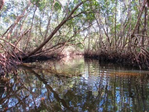 weedon-island-tunnels-de-mangrove-st-petersburg-kayak-Floride-4156
