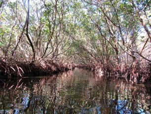 weedon-island-tunnels-de-mangrove-st-petersburg-kayak-Floride-4169
