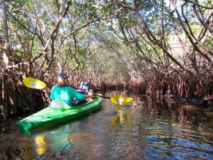 weedon-island-tunnels-de-mangrove-st-petersburg-kayak-Floride-4174