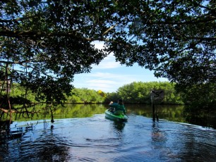 weedon-island-tunnels-de-mangrove-st-petersburg-kayak-Floride-4176