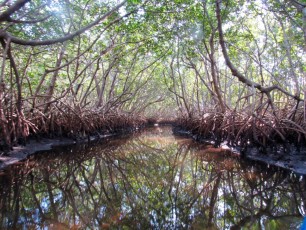 Weedon Island et ses magnifiques tunnels de mangrove à St Petersburg en Floride