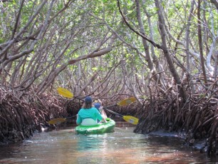 weedon-island-tunnels-de-mangrove-st-petersburg-kayak-Floride-4179