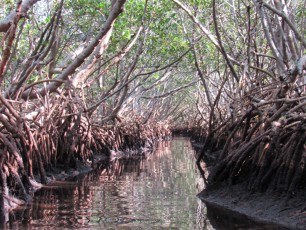 weedon-island-tunnels-de-mangrove-st-petersburg-kayak-Floride-4184
