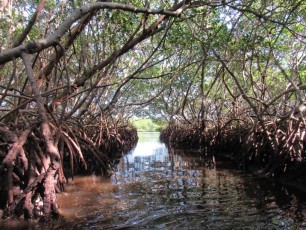 weedon-island-tunnels-de-mangrove-st-petersburg-kayak-Floride-4185