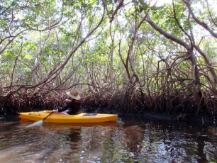 weedon-island-tunnels-de-mangrove-st-petersburg-kayak-Floride-4190