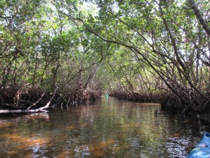 weedon-island-tunnels-de-mangrove-st-petersburg-kayak-Floride-4191