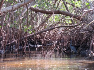 weedon-island-tunnels-de-mangrove-st-petersburg-kayak-Floride-4196
