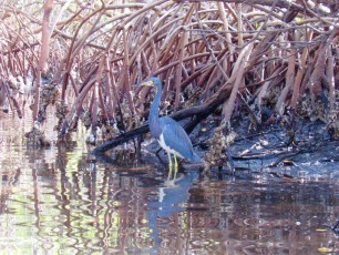 Héron bleu à Weedon Island et ses magnifiques tunnels de mangrove à St Petersburg en Floride