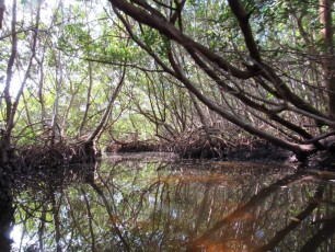 Kayak à Weedon Island et ses magnifiques tunnels de mangrove à St Petersburg en Floride