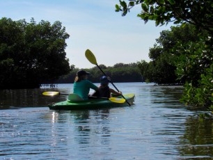 Kayak à Weedon Island et ses magnifiques tunnels de mangrove à St Petersburg en Floride