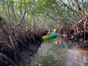 weedon-island-tunnels-de-mangrove-st-petersburg-kayak-Floride-6557