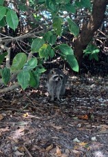 Raton laveur à Weedon Island et ses magnifiques tunnels de mangrove à St Petersburg en Floride