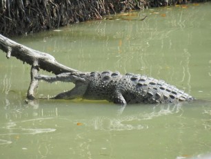 Crocodile se réchauffant au soleil à Flamingo