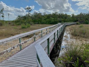 Mahogany Hammock : une île dans les Everglades