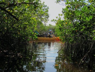 Noble-Hammock-Trail-kayak-canoe-parc-national-des-Everglades-Floride-7707