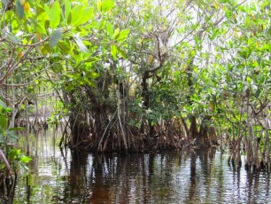 Noble-Hammock-Trail-kayak-canoe-parc-national-des-Everglades-Floride-7719