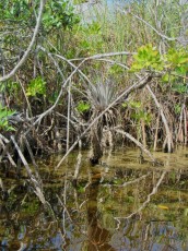 Noble-Hammock-Trail-kayak-canoe-parc-national-des-Everglades-Floride-7720