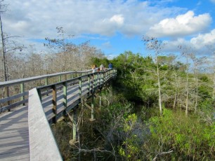 Pa-Hay-Okee-Trail-parc-national-des-Everglades-Floride-7858