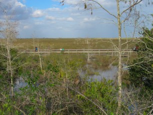 Pa-Hay-Okee-Trail-parc-national-des-Everglades-Floride-7859