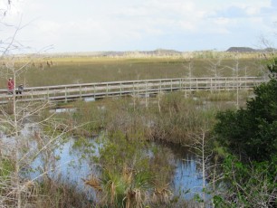 Pa-Hay-Okee-Trail-parc-national-des-Everglades-Floride-7865