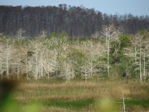 Pa-Hay-Okee-Trail-parc-national-des-Everglades-Floride-7868