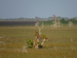 Pa-Hay-Okee (Everglades national Park)