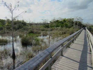 Pa-Hay-Okee-Trail-parc-national-des-Everglades-Floride-7884