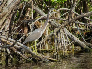 Photo à Mzarek Pond, dans les Everglades