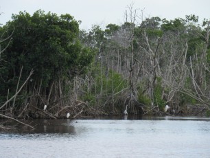 Photo à Mzarek Pond, dans les Everglades