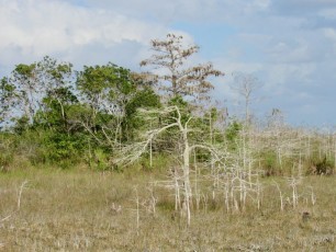 Parc national des Everglades, en Floride