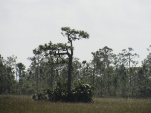 parc-national-des-Everglades-Floride-7921
