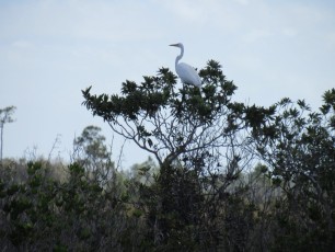 Parc national des Everglades.