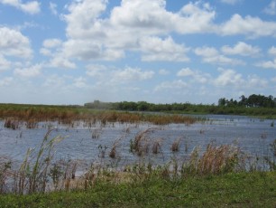 Un cenote dans le parc national des Everglades.