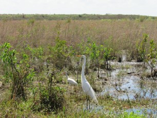 Parc national des Everglades.