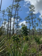 Pineland Trail : des pins de Floride dans les Everglades