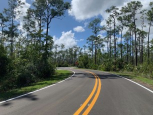 Pineland Trail : des pins de Floride dans les Everglades