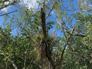 rowdy-Bend-trail-parc-national-des-Everglades-Floride-4309