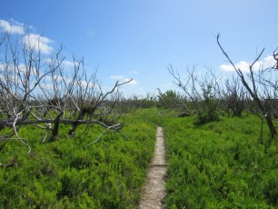 Rowdy Bend Trail, idéal pour la marche ou le VTT, près de Flamingo dans les Everglades