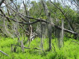 rowdy-Bend-trail-parc-national-des-Everglades-Floride-7943