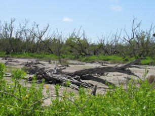 Rowdy Bend Trail, idéal pour la marche ou le VTT, près de Flamingo dans les Everglades