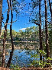 Savannah National-Wildlife Refuge