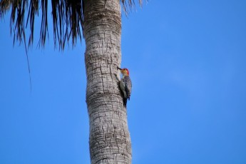 Un pivert sur un palmier avec un fond bleu : le drapeau des Québécois de Floride ?
