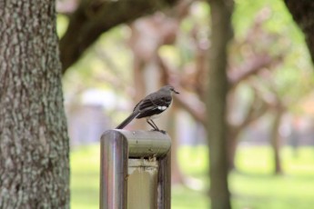 Nos photos de la Journée du Québec 2022 avec le Club Richelieu à Pembroke Park en Floride