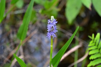 grassy-waters-preserve-west-palm-beach-Floride-0696