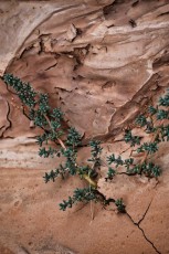 Goblins-valley-state-park-utah-6710