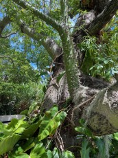 Miami-Beach-Botanical-Garden-6049