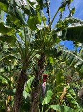 Miami-Beach-Botanical-Garden-6082