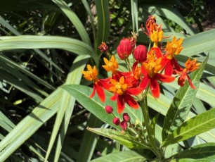 Miami-Beach-Botanical-Garden-6083