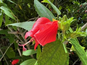 Miami-Beach-Botanical-Garden-6110